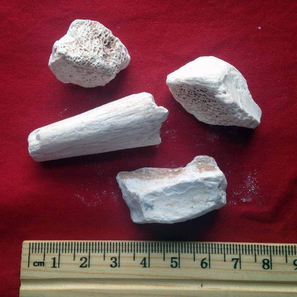 XYP Longgu Long Gu Os Draconis Drgon's Bones, Fossilizid ?? 100Gram