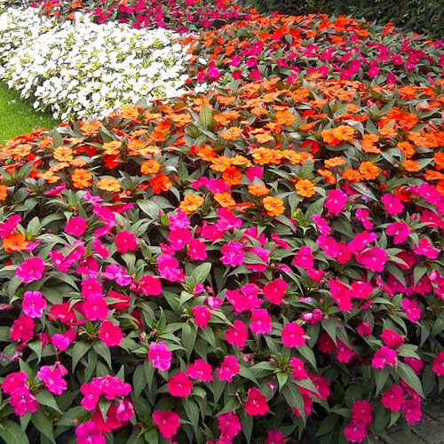 Genérico, Muda de Sunpatiens 20 a 40cm AMK - Plantas Online