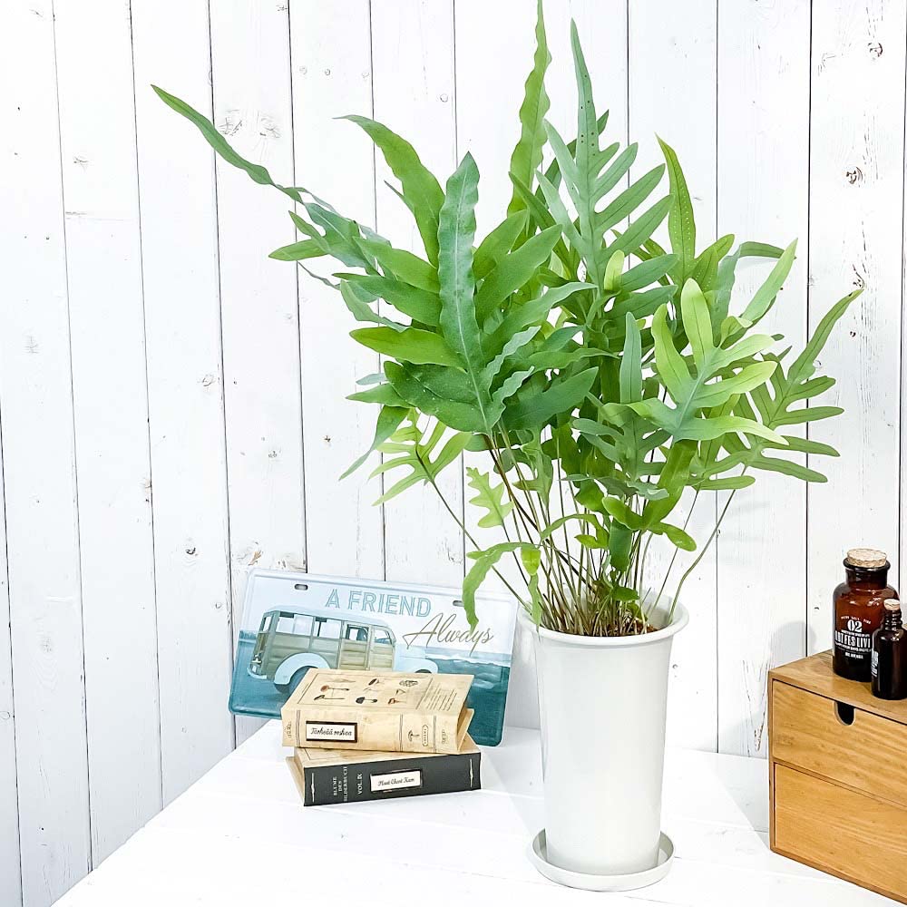 Amazon.co.jp: PLANCHU 観葉植物 フレボディウム ブルースター 5号