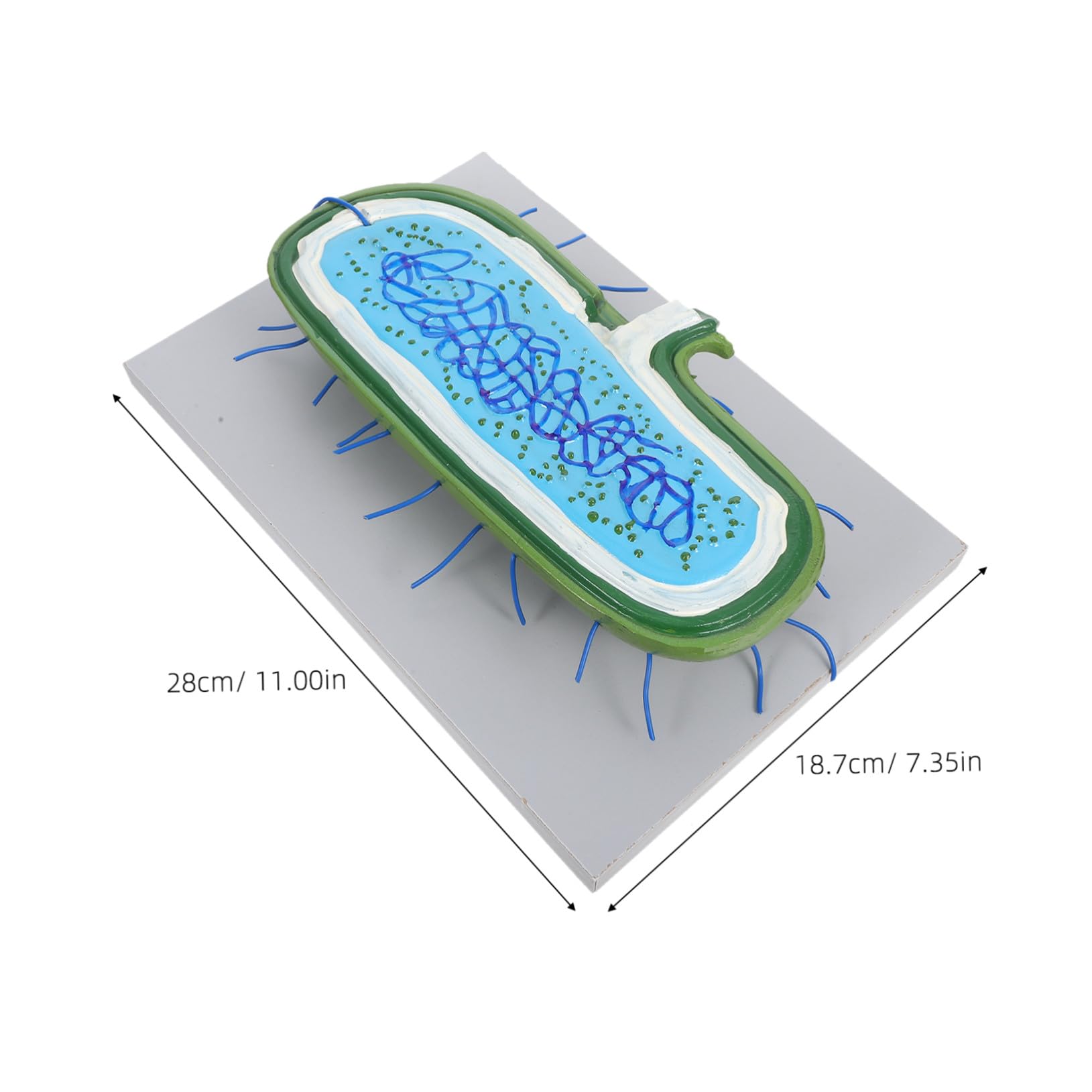 Zellkernmodell als Vergrößertes Kunststoff Demonstrationsmodell für Schüler | Detaillierte Organellen, Interaktiv für Biologieunterricht, Naturwissenschaftliche Demonstrationen, Lernumgebung