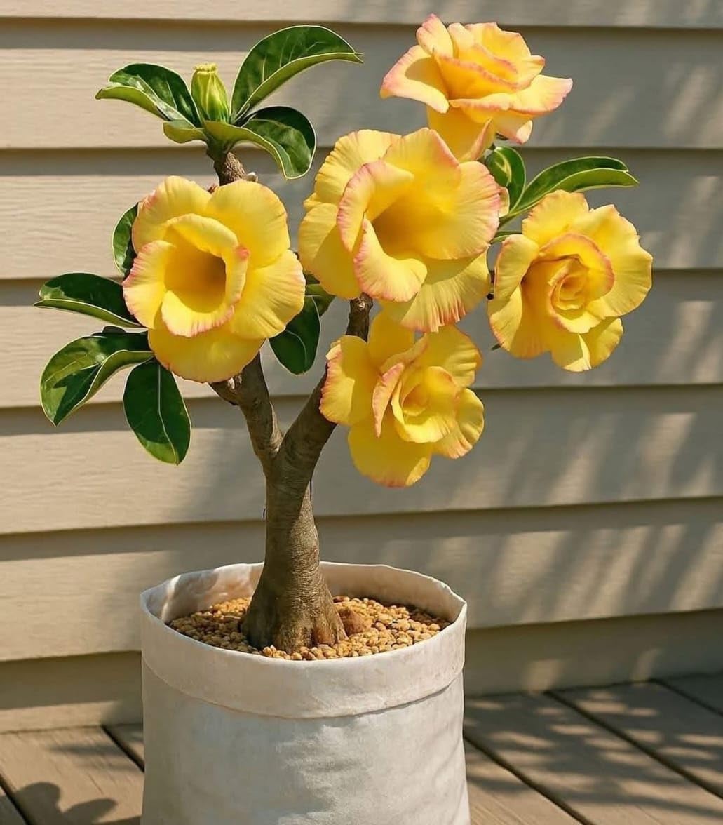 Desert Rose Adenium Live Plant, Hybrid Yellow Colour Grafted for Indoor and Outdoor Home Garden, Without Pot, Pack of 1, NDN-6R-image-29