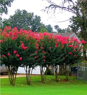 6 Pack - Red Flowering Crape Myrtle Trees - Lagerstroemia - Quart Container - 6-12 Inches Tall