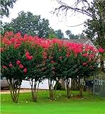 6 Pack - Red Flowering Crape Myrtle Trees - Lagerstroemia - Quart Container - 6-12 Inches Tall