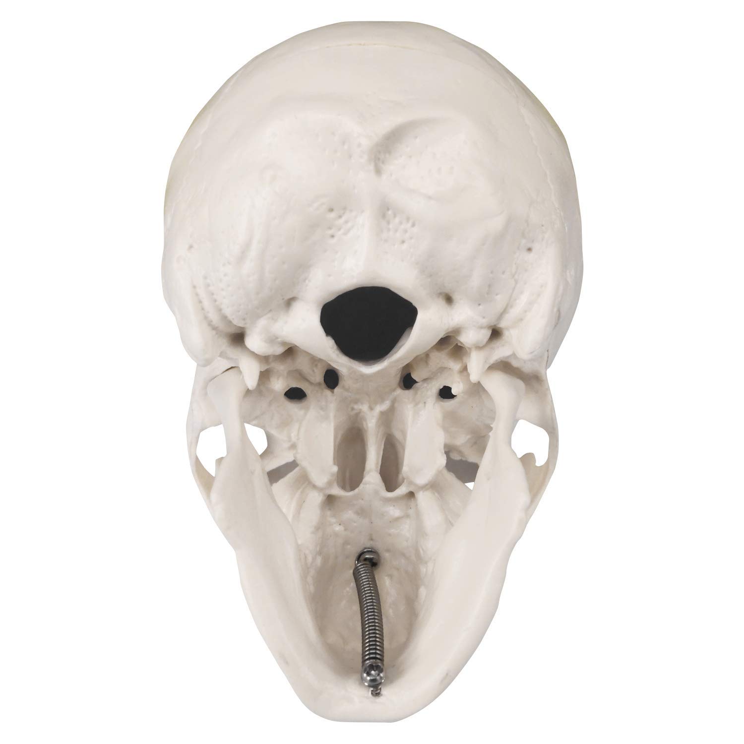Miniatur-Schädelmodell, menschlicher medizinischer Schädelknochen, anatomisches Modell, kleine Größe, Schädelknochen eines Erwachsenen für den Bildungsbereich