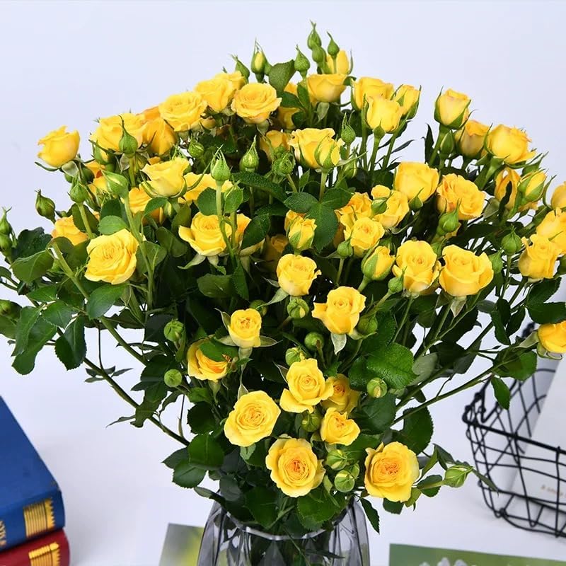 Miniatura 2 de Más de 100 piezas de semilla de rosa amarilla, símbolo de amistad, arbustos de rosa perenne, planta de paisajismo llamativa, fácil de cultivar