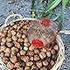 LEJIEYIN Walnuss Sammler Nusssammler Rollsammler Harvester Haselnuss der Obstsammler Leicht Outdoor Handwerkzeug mit obstsammler mit stiel auch als Greifer für Golfbälle, Tennisbälle
