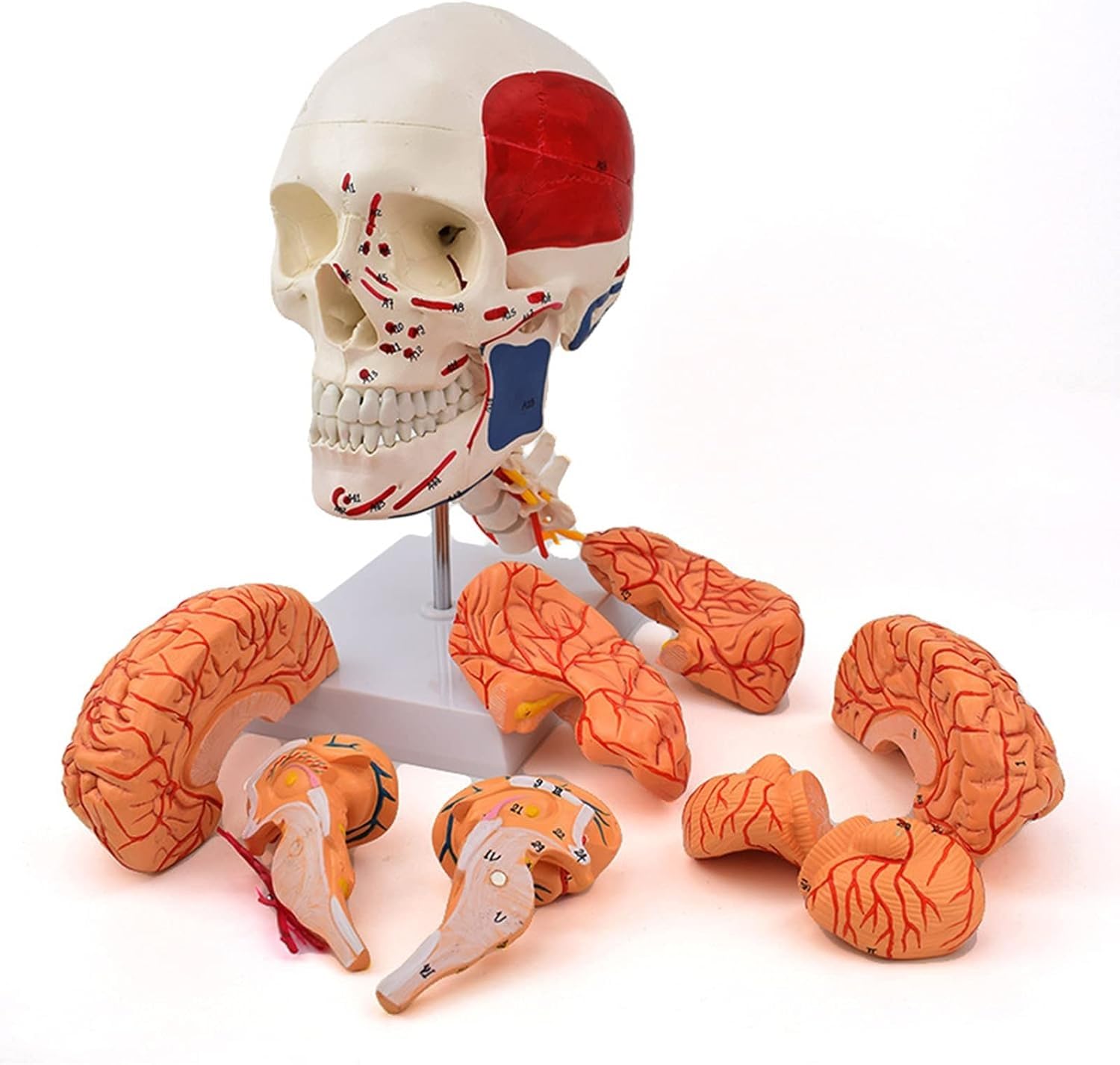 Cráneo anatómico con arterias y cerebro para clases de medicina y laboratorios