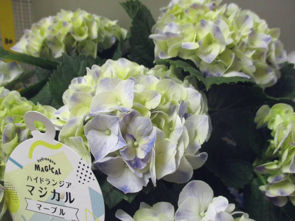 Amazon.co.jp: 人気アジサイHBA マジカル マーブル ブルー 5号 : おもちゃ