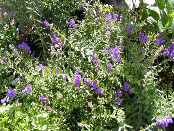 Baikal Skullcap 50 PCS Fresh Seeds, Herb Seeds (Scutellaria baicalensis)