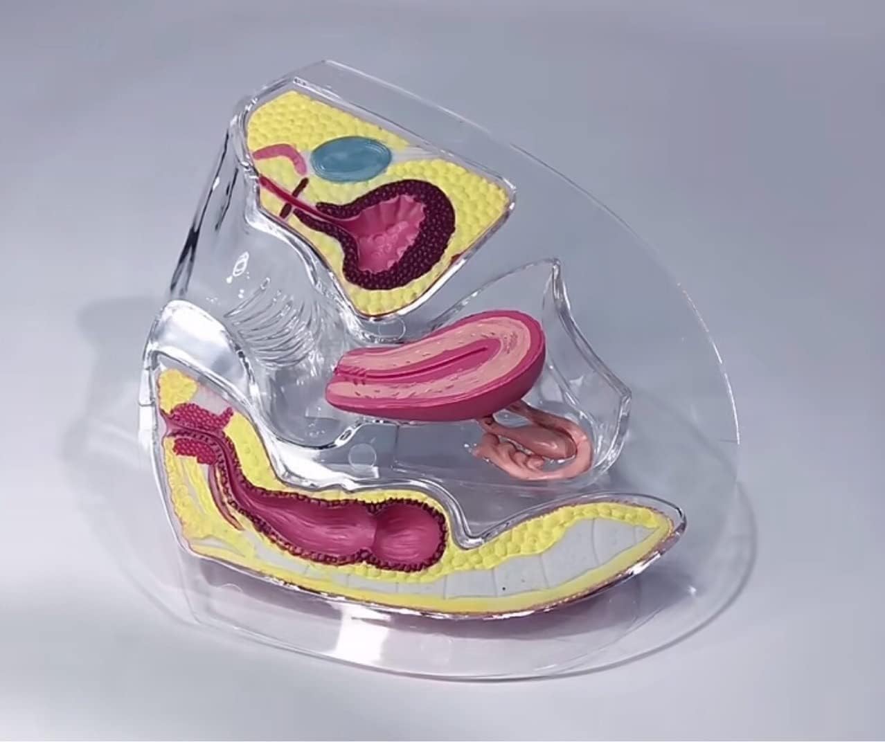 Modello Uterino Trasparente, Modello Anatomico Visibile della Femmina, Modello Didattico per cavità Pelvica, Vescica Addominale, Ovaia, Retto Come Aiuto di Formazione Medica.