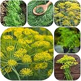 Semillas de eneldo - jardín de silvestres resistentes extraño productos sostenibles balcón semillas regalos para jardineros 1000pcs