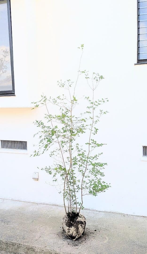 超逸品。特大山採りドウダンツツジ3.4M(鉢底から) 山採り