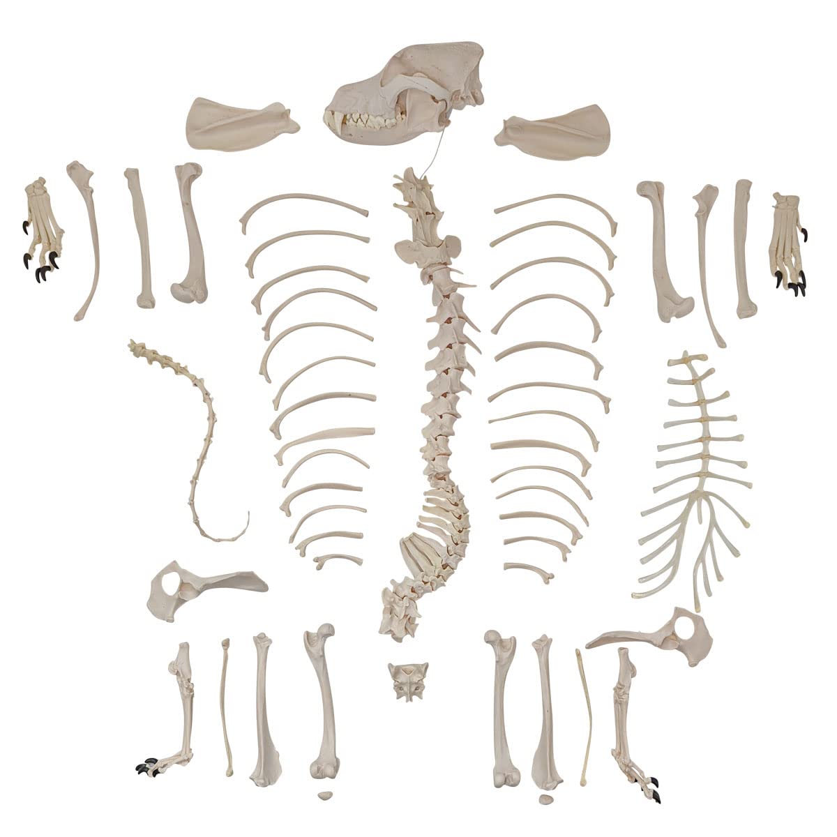 TIMBERLAND Henniker Automatic Watch - 44mm Case, Skeleton Dial, Luminous Hands, Premium Leather Strap Brown and Black - Dark Brown Leather Strap - Image 1 of 9