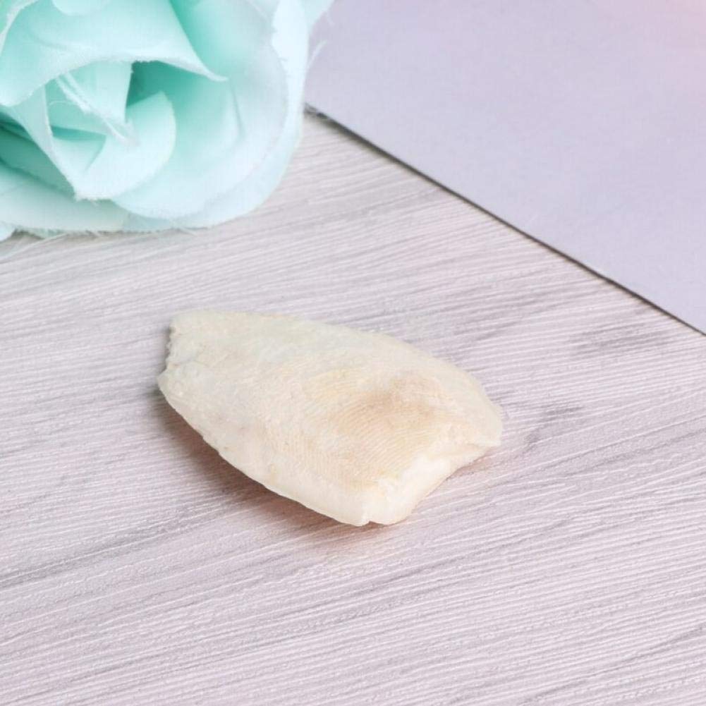 Naturali Osso di Seppia Pappagalli Giocattoli di Masticazione Uccelli Giocattoli di Masticazione per Pappagalli Gabbia Uccelli Rettili Tartarughe Lumache