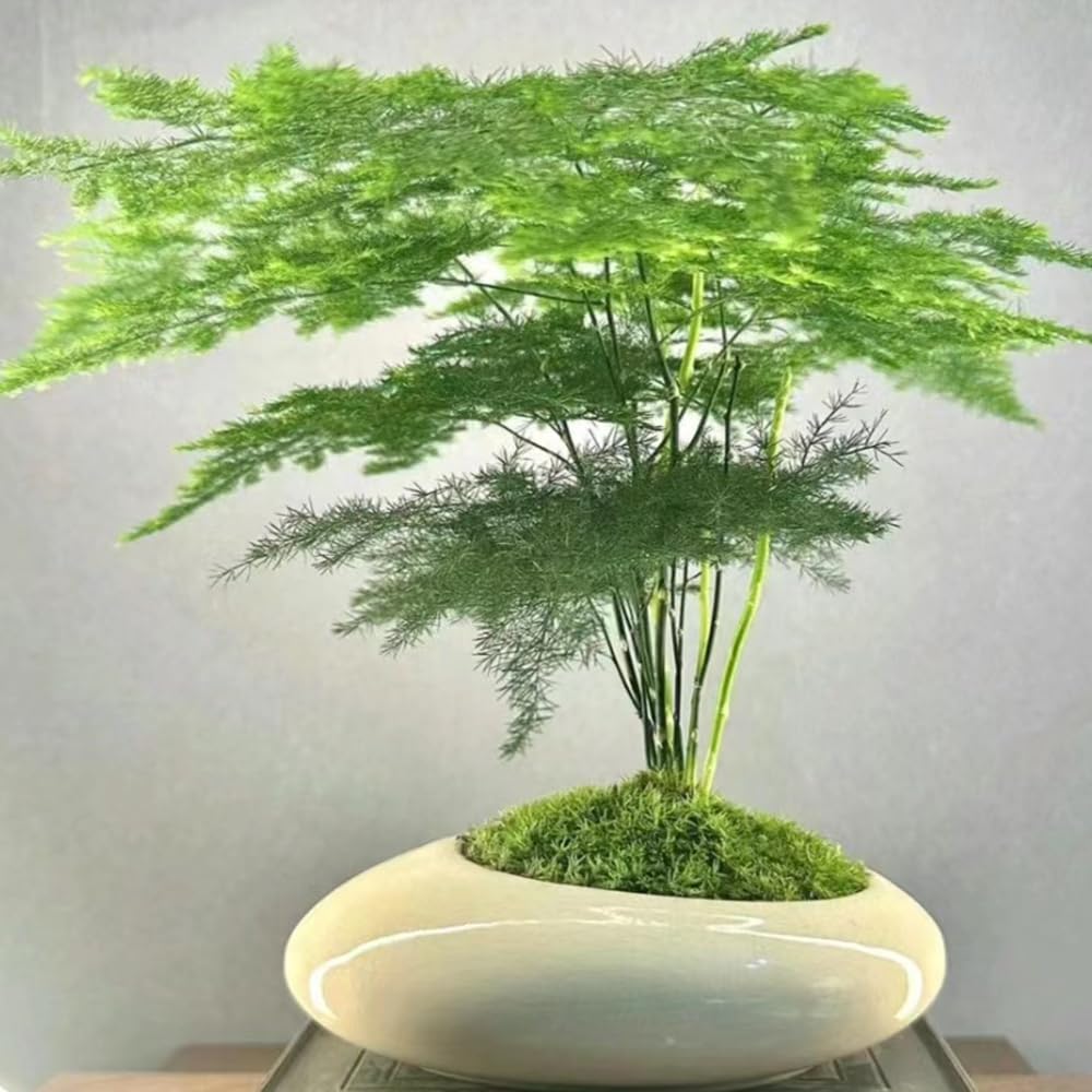 Asparagus Setaceus Zierspargel Samen - 50 Stck Zimmerbonsai, Winterharte  Staude Fr Balkon & Innen Zimmerbonsai Samen