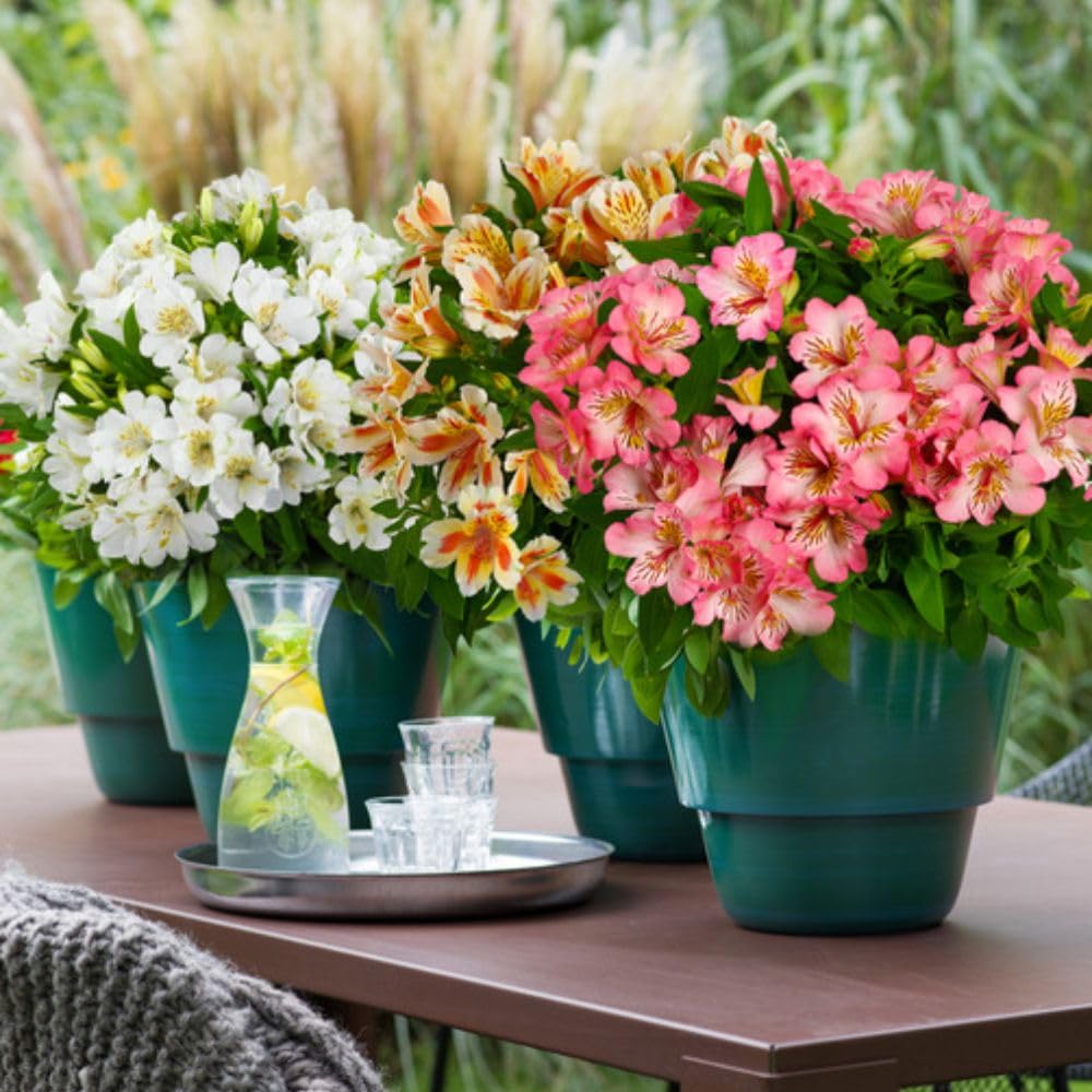 Alstroemeria Plants 'Inticancha Sun Collection' 9 Garden Ready Plugs T&M