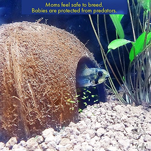 Image of SunGrow Coconut Hut for Crested Gecko, 5x3 Inches Reptile Climbing Hide, Leopard Gecko Tank Cage Habitat Accessories, Smooth-Edged Coconut Shell, for Exercise, Crawling, Perching and Basking Spot