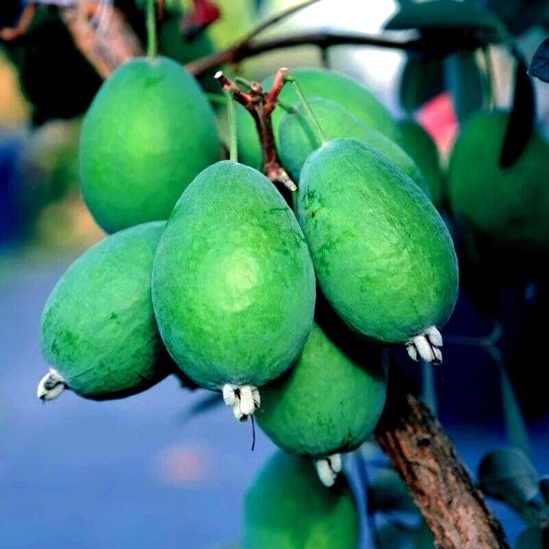 20 Seeds Pineapple Guava Fruit Tree | Feijoa sellowiana Brazilian Fig Guava Fruit Tropical Flower Plant