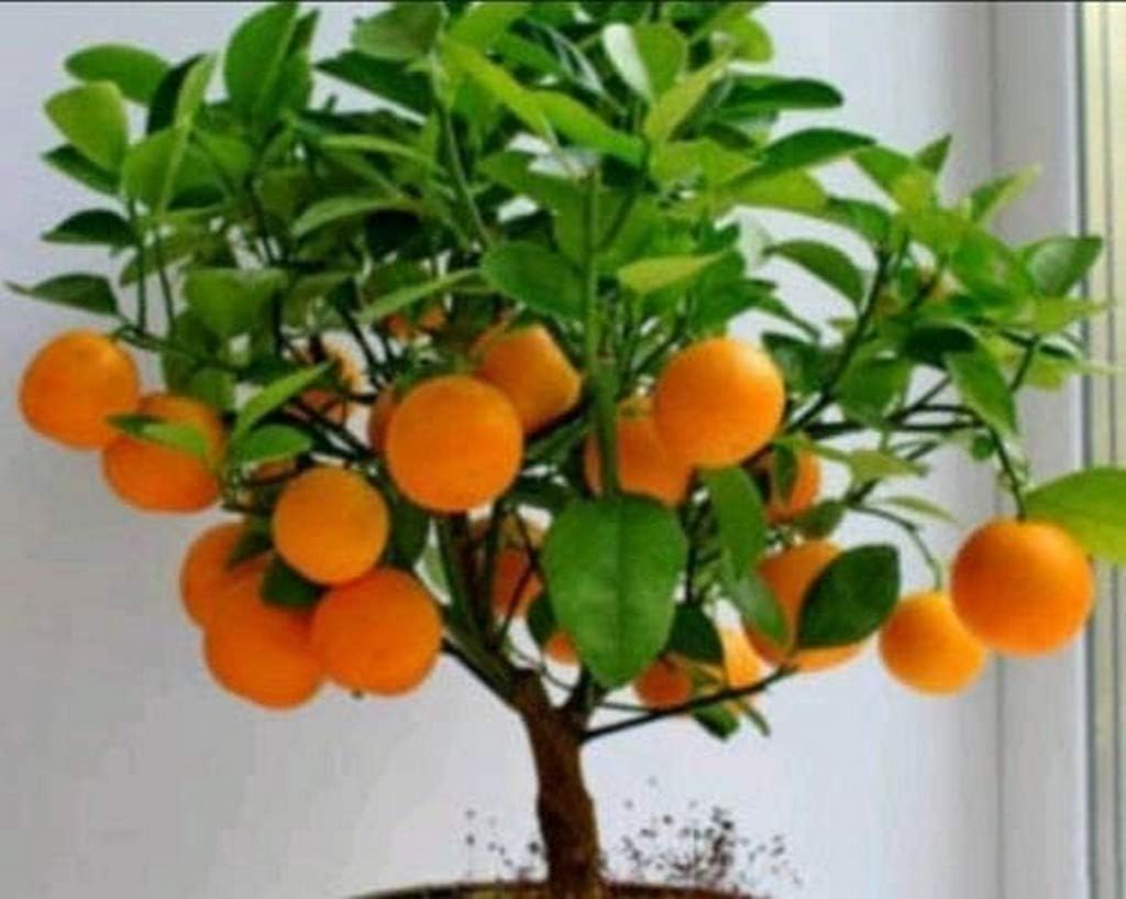 Creative Farmer Rare Bonsai Murcott Mandarin Orange Fruit Tree_PLANT-2-ORANGE#A7ll@