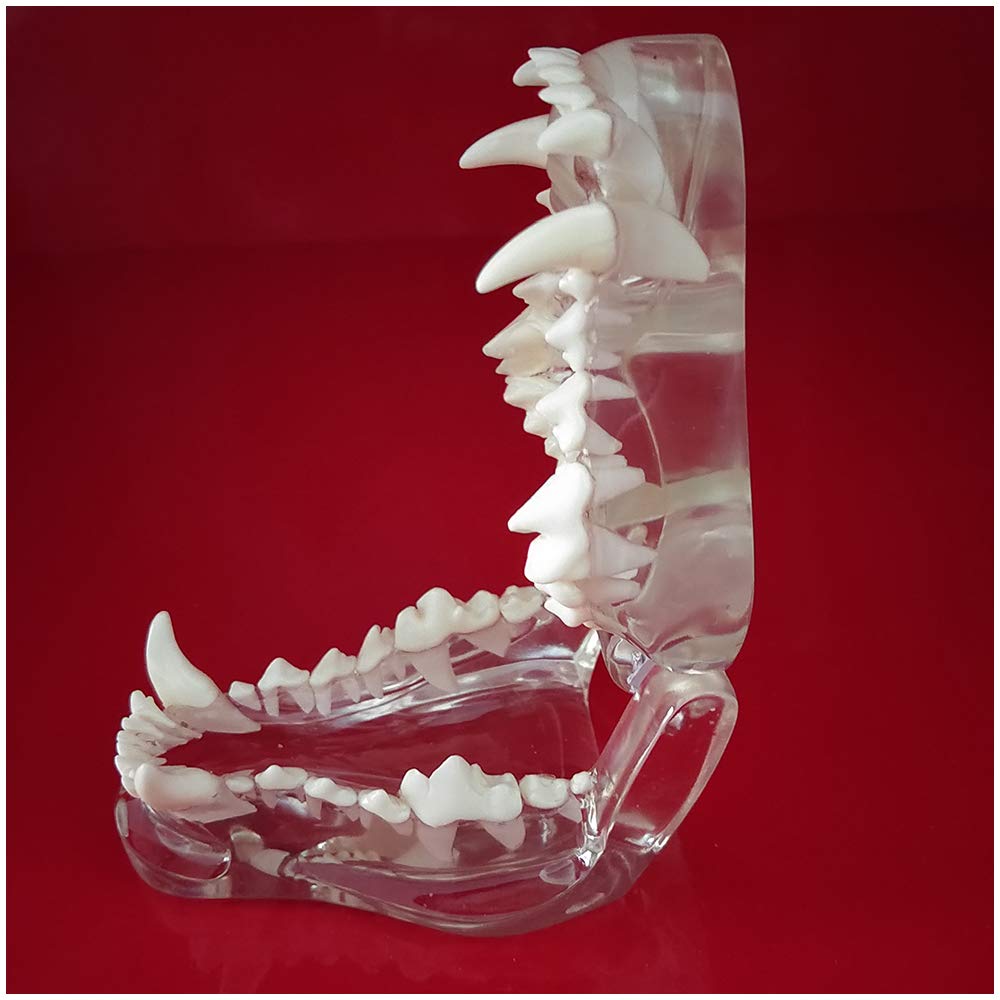 Model Zębów Psa - Materiał Pvc Model Zębów Psa - Medyczny Anatomiczny Model Czaszki I Szczęki Psa - Do Nauki Weterynaryjnej, Model Edukacyjny