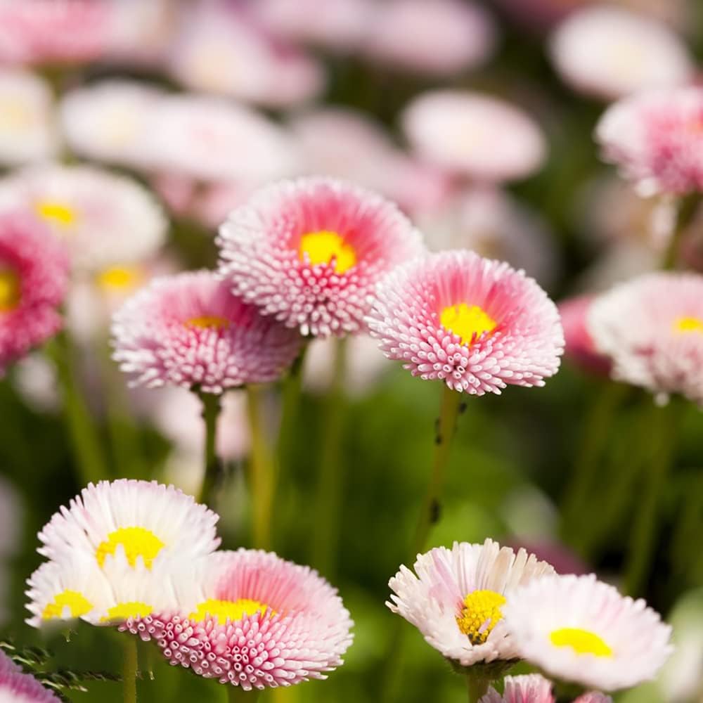Gänseblümchen Samen Blumen Deko Blumenwiese Bodendecker Winterhart Mehrjährig Blumensamen ...