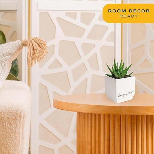 Miniatura 2 de Costa Farms - Suculentas