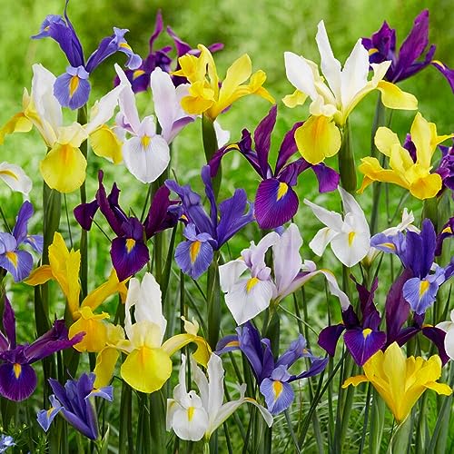 Schwertlilien Winterhart Mehrjährig - Holländische Iris Budget Collection Blumenzwiebeln - 50 Zwiebeln - Pflanzen aus Holland für Garten und Topf (große Knollen, kein Samen)