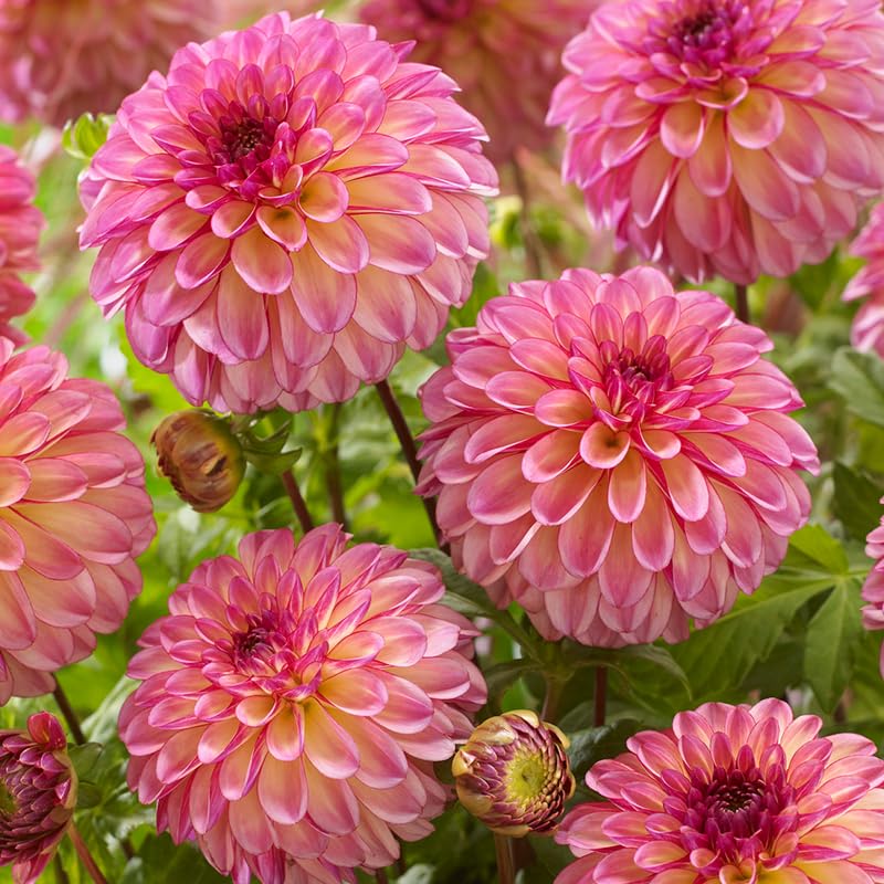 Foxy Lady Decorative Dahlia Flower Bulbs - 3 Tubers Per Pack - Blooms All Summer - Grows Well in Containers - Good as Cut Flowers - Deer Resistant