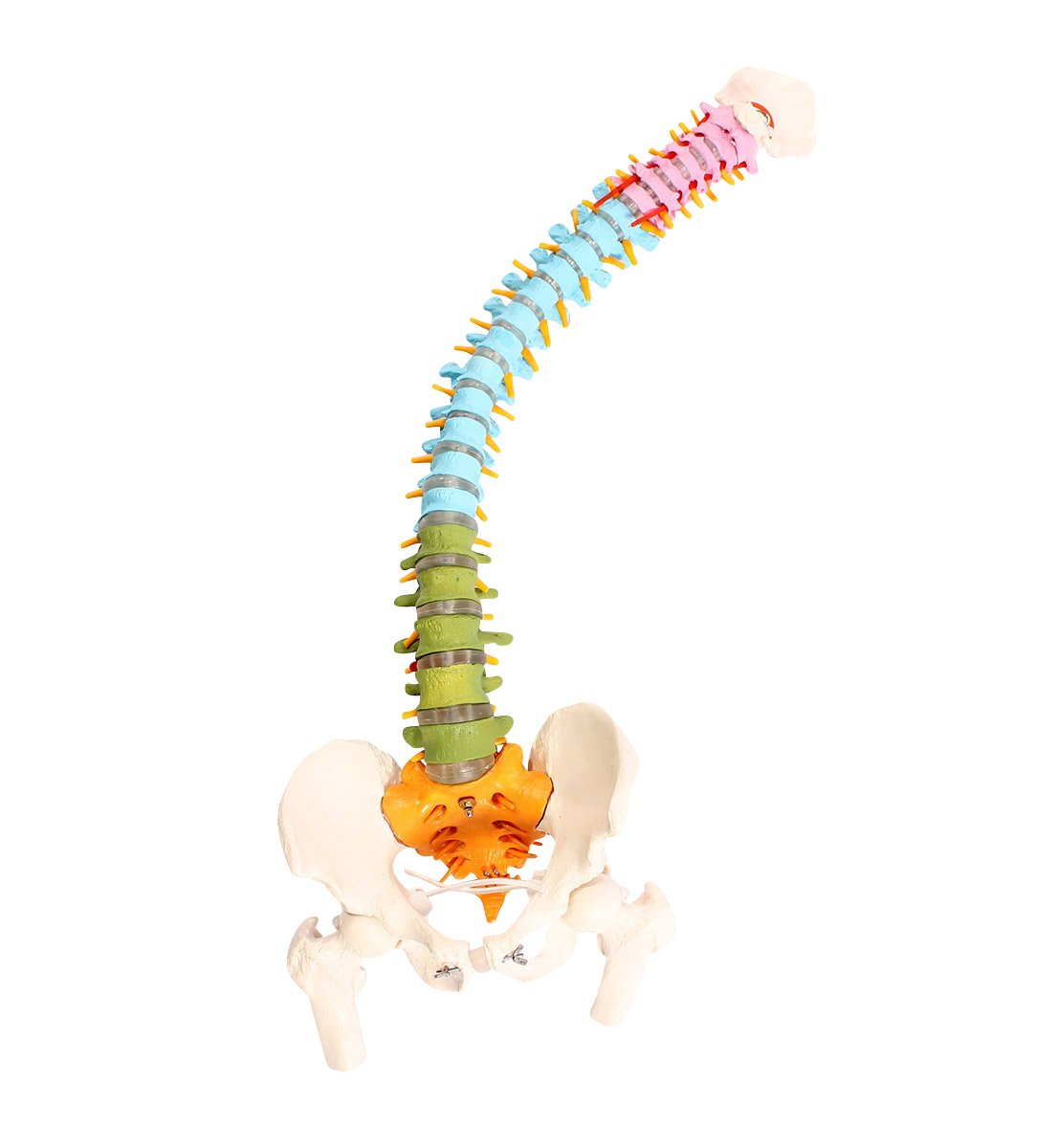 Cranstein Colonne vertébrale Modèle avec cymbales et Cuisses Flexible – Modèle Anatomique comme modèle d'apprentissage ou Outil d'enseignement (Didactique)