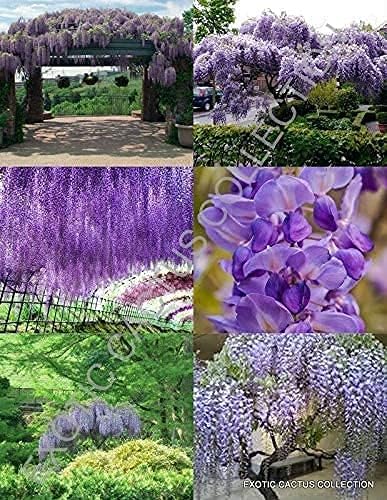 Wisteria Floribunda Rare Chinese Vine Flowering Purple Autumn Tree Seed jocad (100 Seeds)