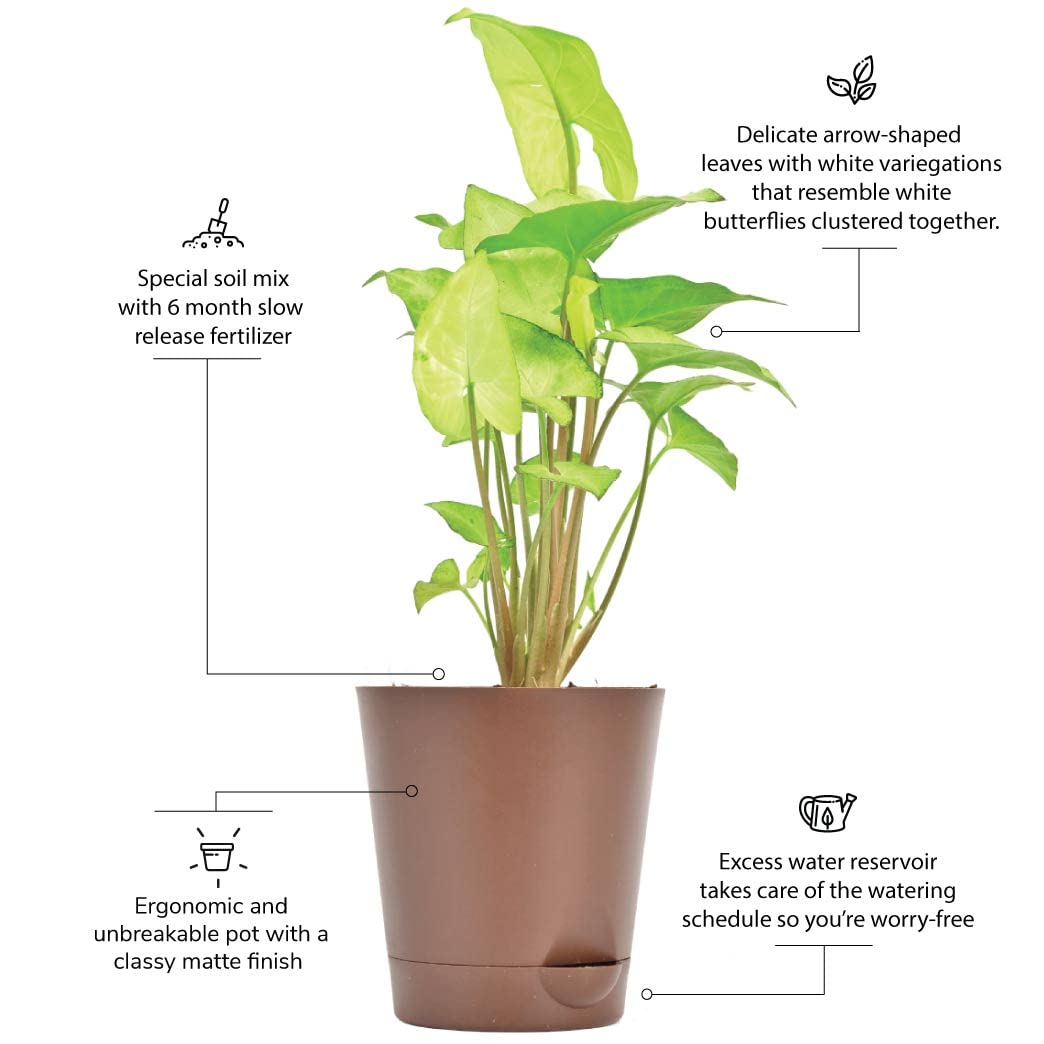UGAOO Syngonium White Butterfly Plant - Live Indoor -6