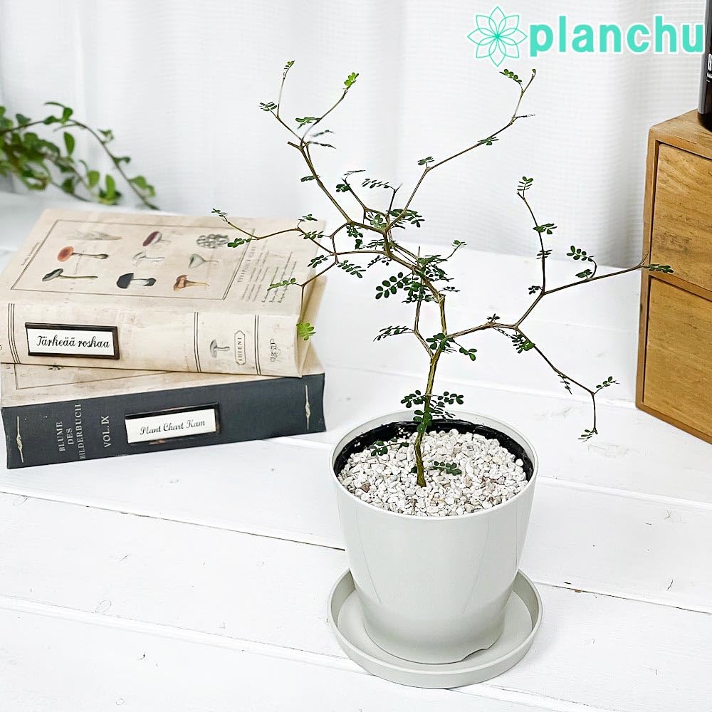 Amazon.co.jp: PLANCHU 観葉植物 メルヘンの木 ソフォラ リトル