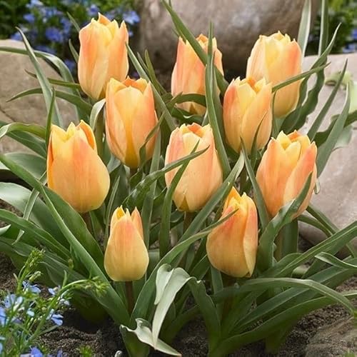 秋植え球根 原種系チューリップ 球根 ブライトジェム 6球 /国華園 23年秋商品