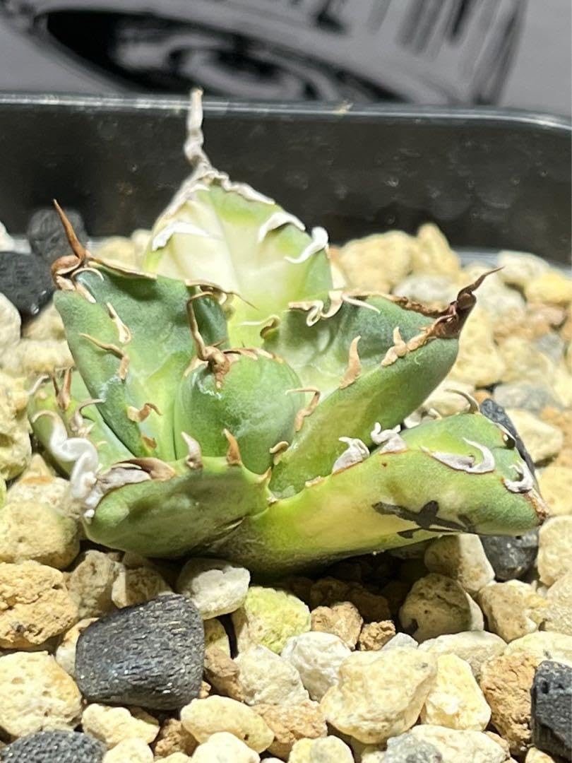 Amazon｜アガベチタノタ 魔丸 中国産 本物 観葉植物｜観葉植物