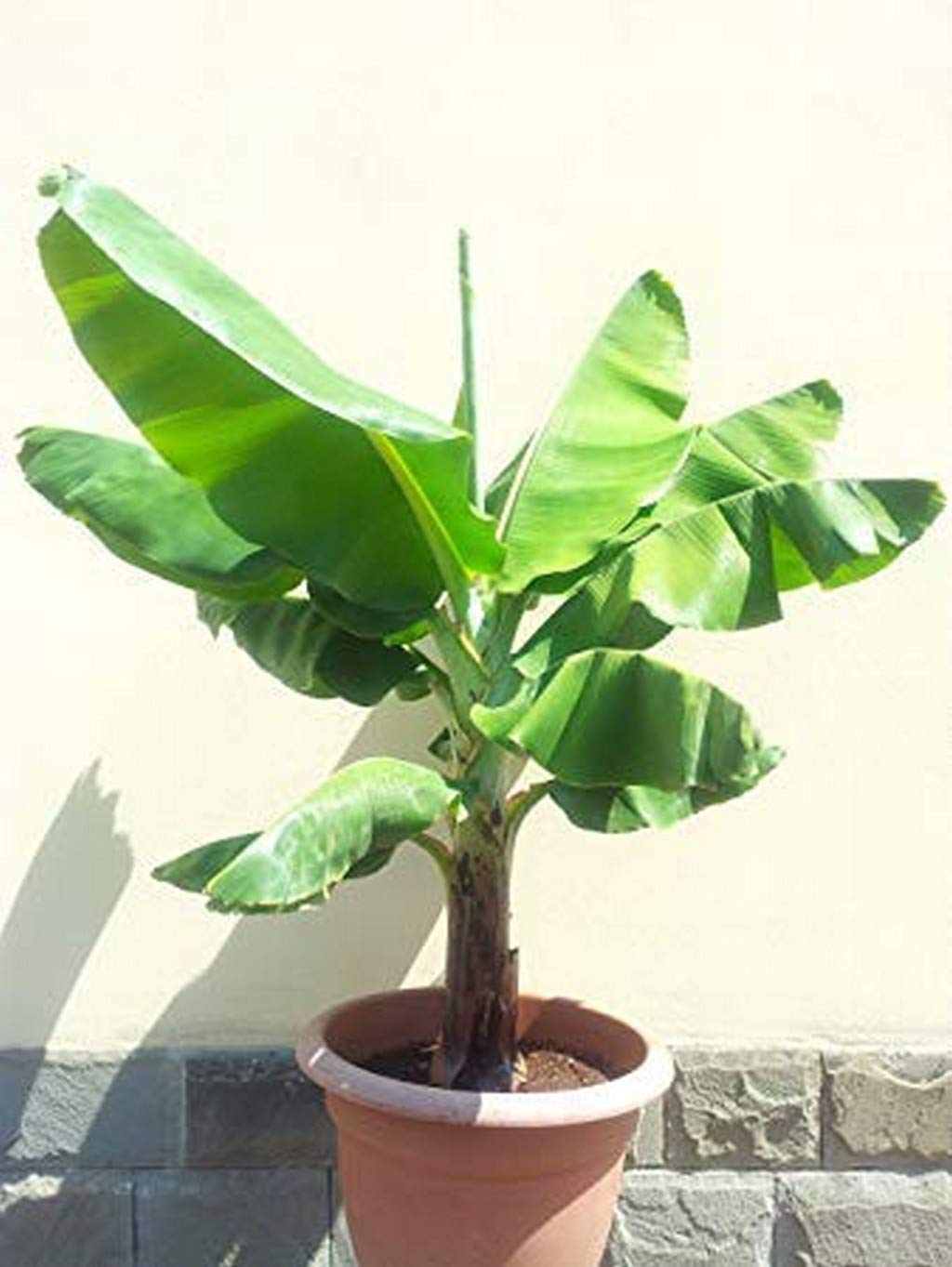 Creative Farmer Rare Tissue Culture Banana Plant Dwarf Cavendish Banana 1 Helathy Live Plant (B08Q8HJ6CV) Amazon Price History, Amazon Price Tracker
