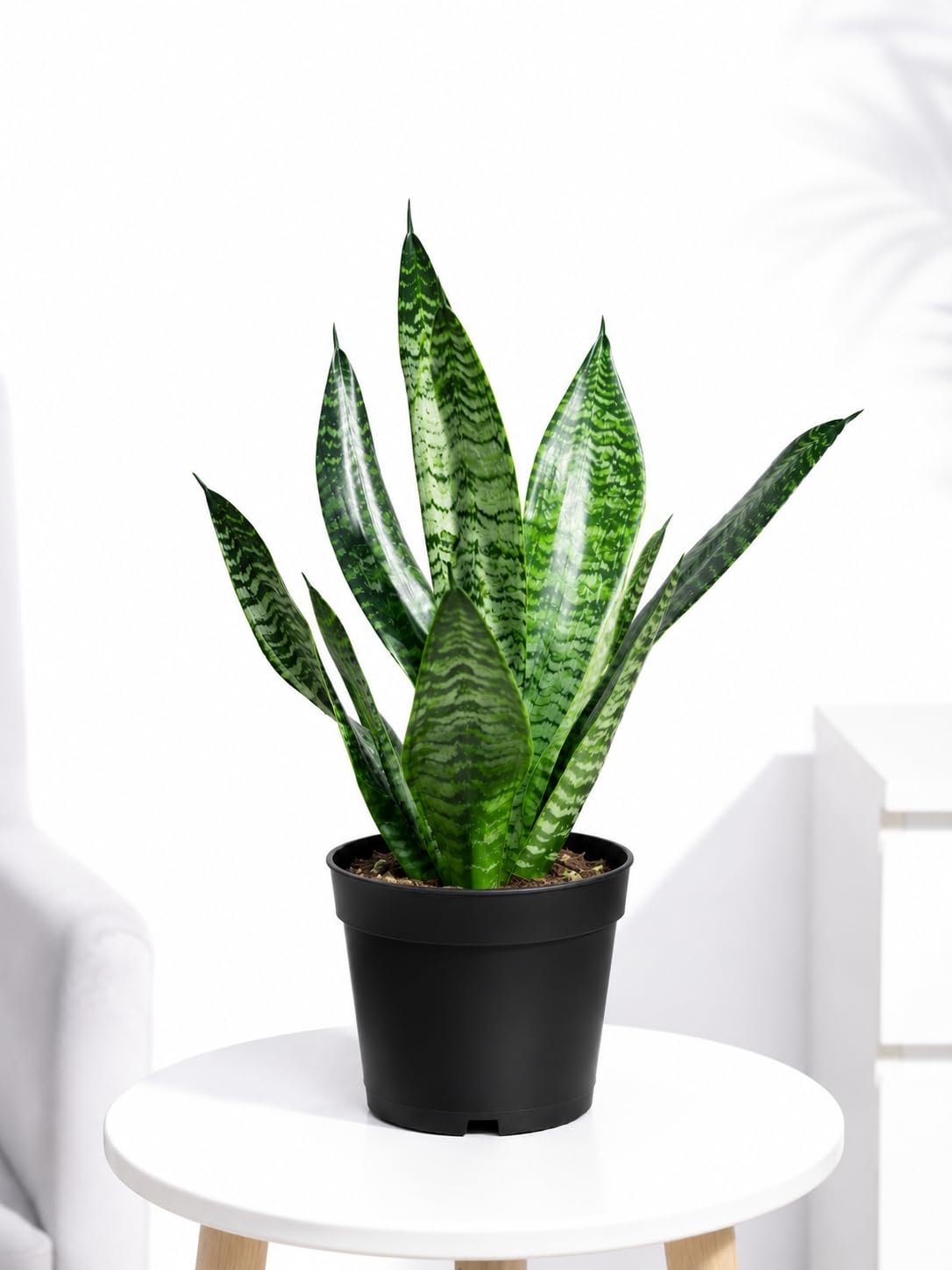 Snake Plant, Live Indoor Sanseveria Plant for Living Room, Office, Balcony, No Pot, Pack of 1-image-20