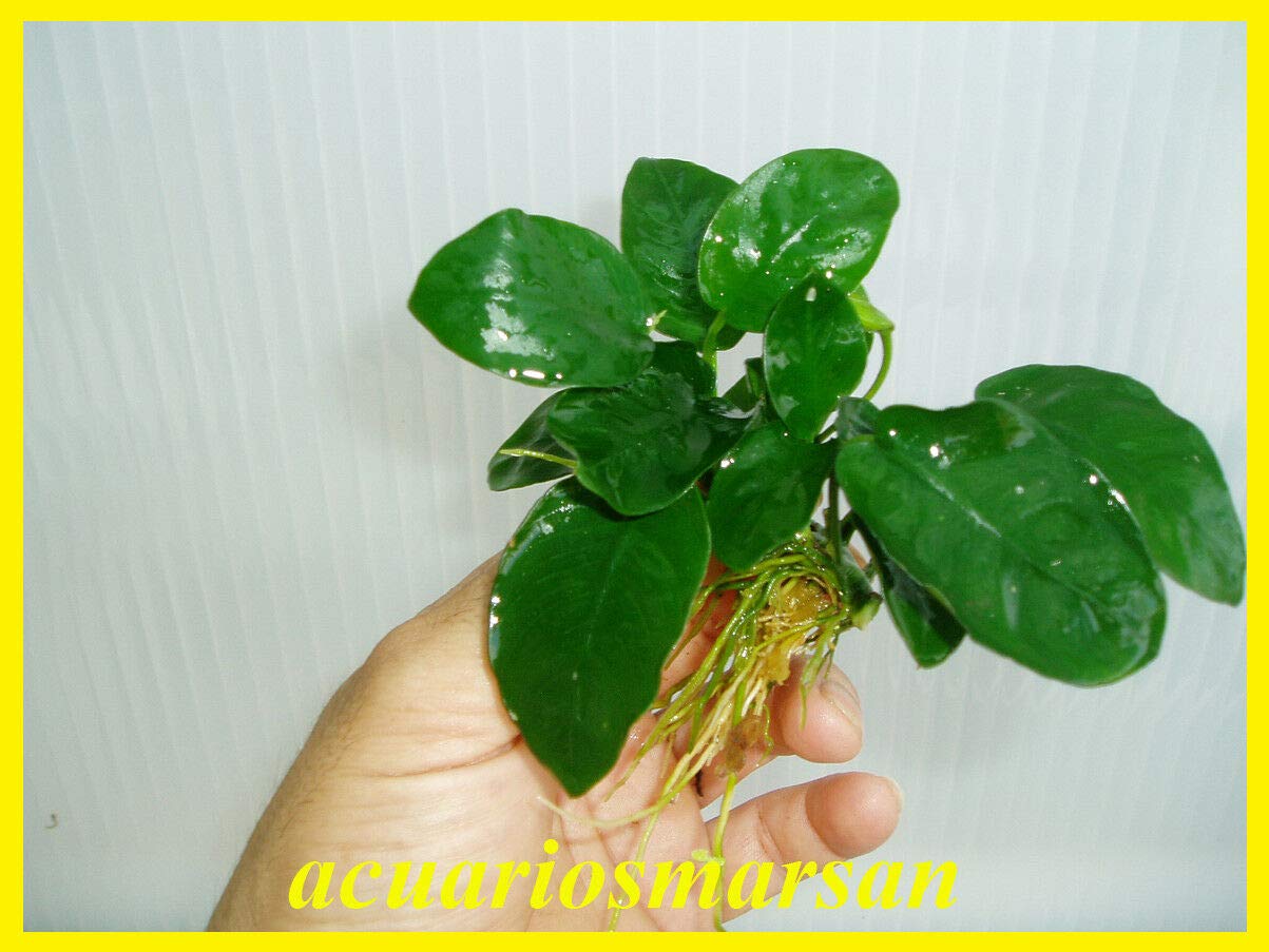 Desconocido Planta DE Acuario ANUBIA BARTERI Nana