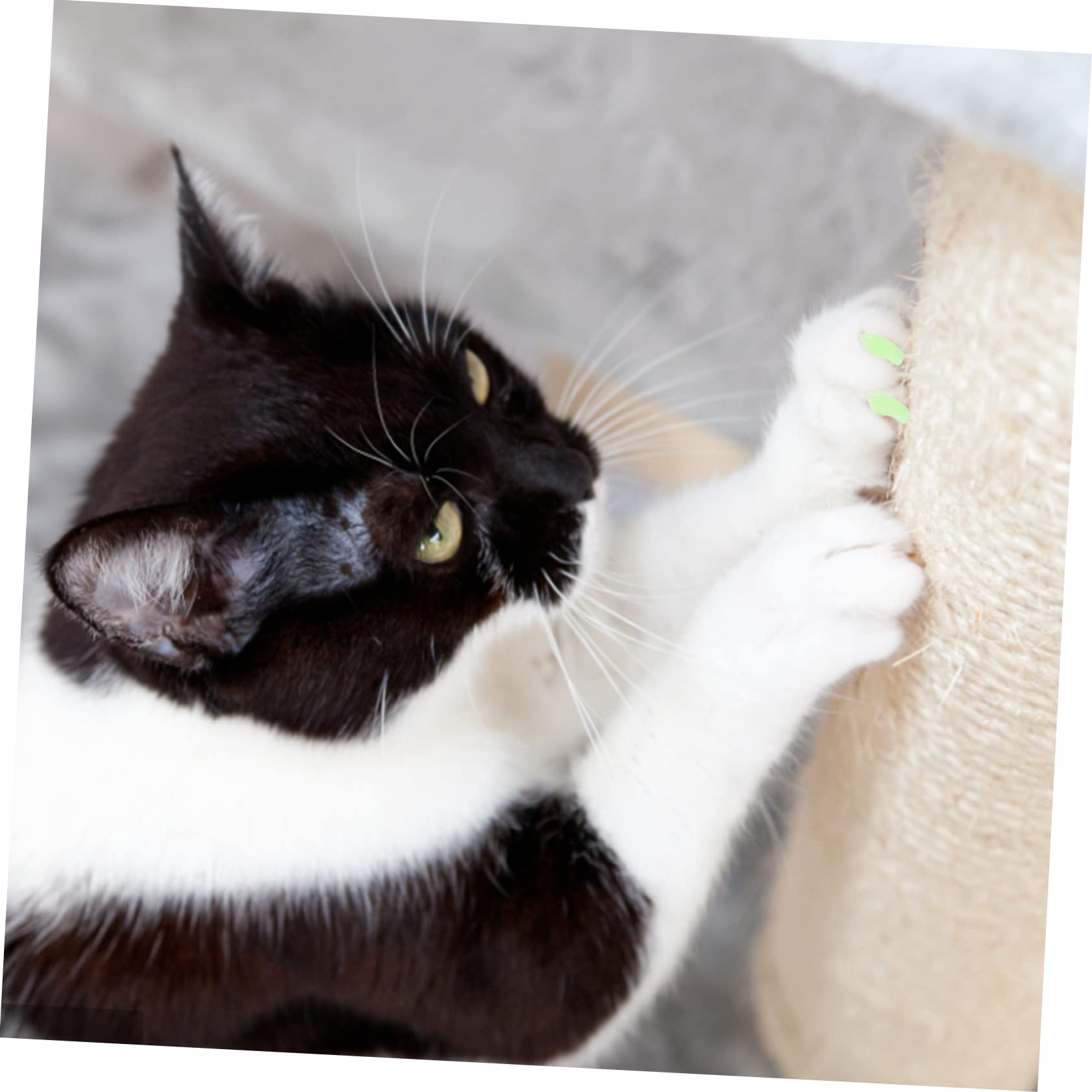 Sosoport 30juegos Cubiertas De Uñas para Gatos y Protección Efectiva De para Cuidado De