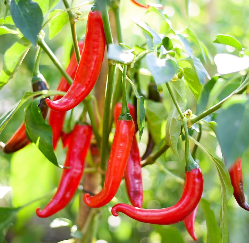 200+ Seed Cayenne Pepper Organic Seeds for Planting Outdoor-Non GMO...