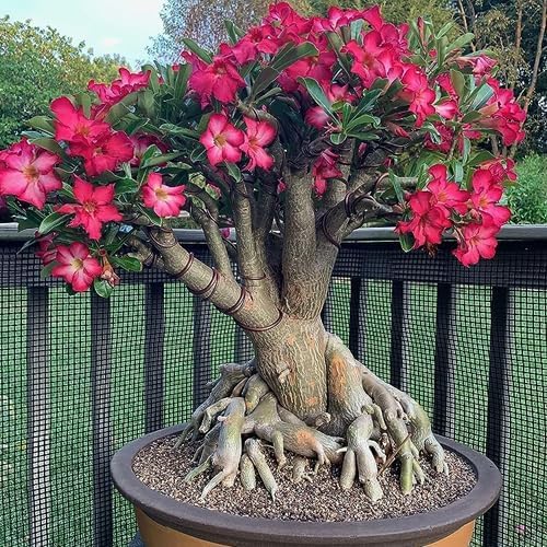 Adenium/Desert Rose Healthy Bonsai Flower Live Plant,(Pack Of 1,Without Pot) Indoor/Outdoor Plant Original Variety Live Plant