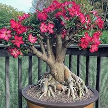 Bonsai Style Adenium Desert Rose Flowering Live Plant – Exotic & Low Maintenance Pack Of 1