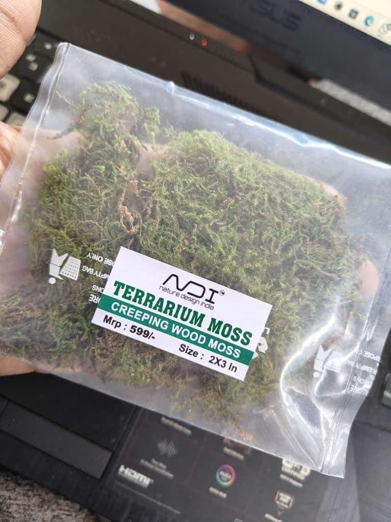 NDI Terrarium Moss, Parrot Green Creeping Wood Moss, 2x2 Inch Patch for High Humidity Terrariums 1