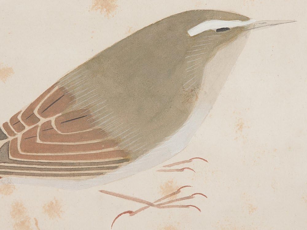 五】福田平八郎 『隈笹鶯』 真作 紙本 彩色 掛軸 共箱 二重箱 ／ 芸術