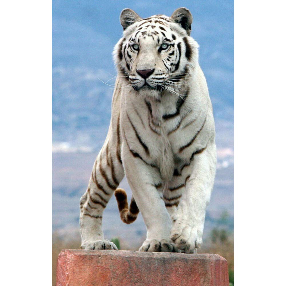 5D Diamond Painting Kits, White Tiger Animals WOWDECOR Full Drill DIY Diamond Art Cross Stitch Paint by Numbers