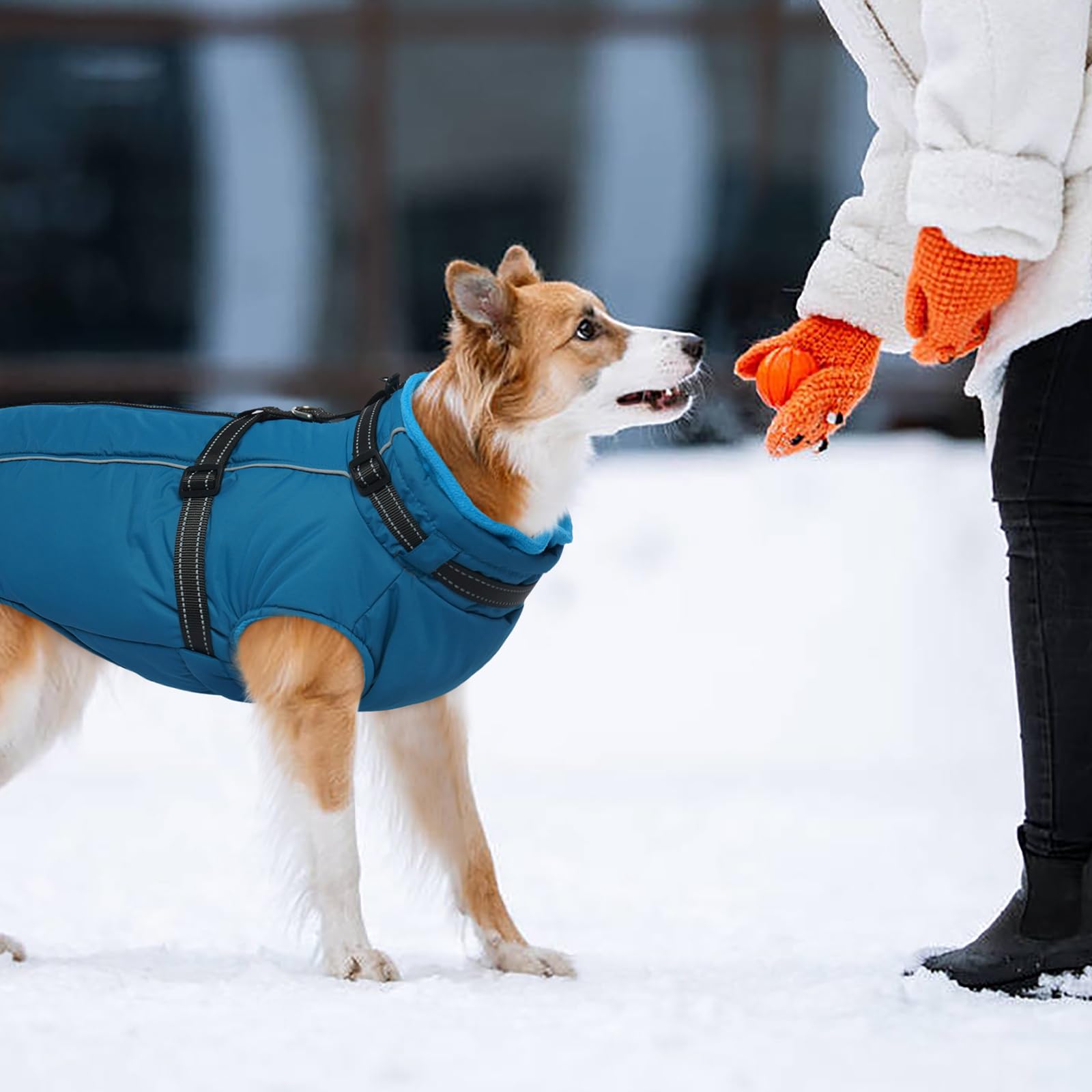 Kuoser Hundemantel für Mittelgroße Hunde Winter, wasserdichte Hundejacke mit Geschirr, Warmer Wintermantel Hund mit Fleecefutter, Fleecemantel Hundepullover Blau M