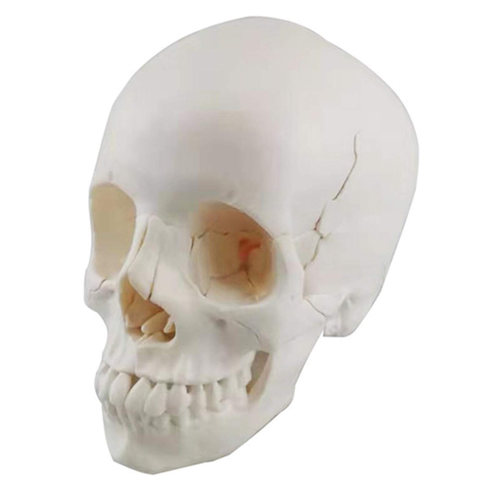GTHTUHFD Human Skull Model, Human Adult Skull Model, Life Size Adult Human Anatomy Head Skeleton, Removable 22 Parts For Classroom Demonstration Tools