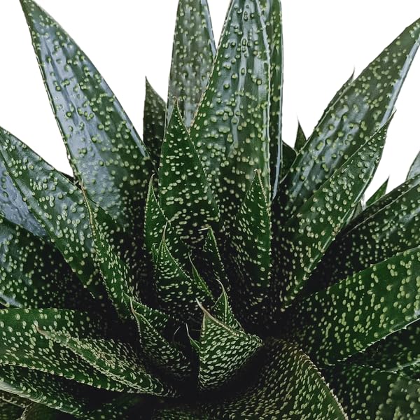 Gasteria d Due Sukkulente Zimmerpflanze ca. 17 cm
