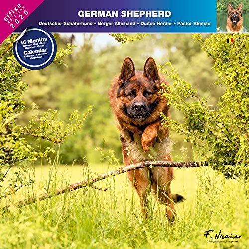 Télécharger BERGER ALLEMAND 2020 - CALENDRIER AFFIXE (GERMAN SHEPHERD) PDF Ebook En Ligne