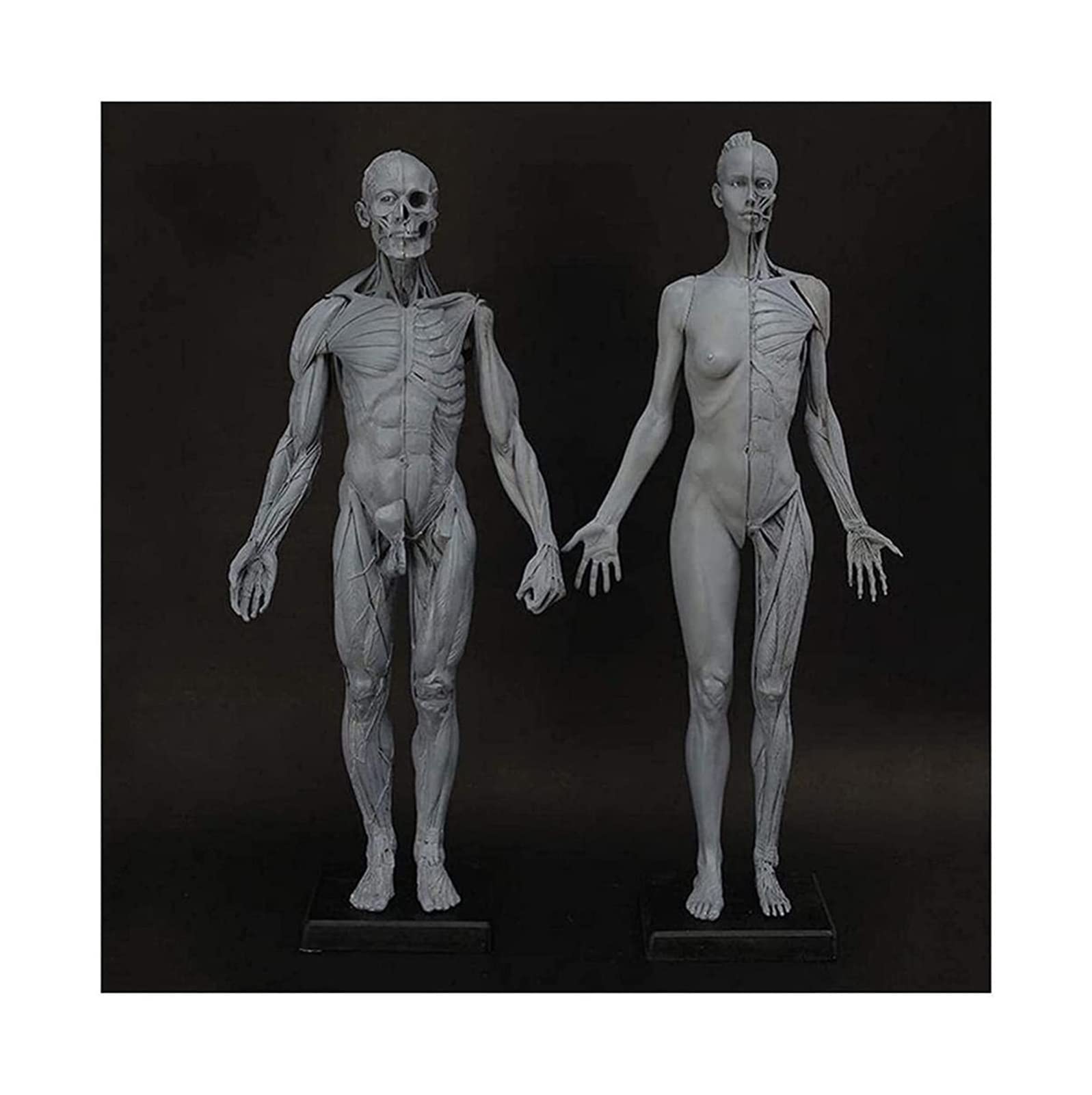 Figura Anatomica Femminile E Maschile Corpo Umano Modello Anatomico Muscoloscheletrico Umano Anatomico Muscolare Modell