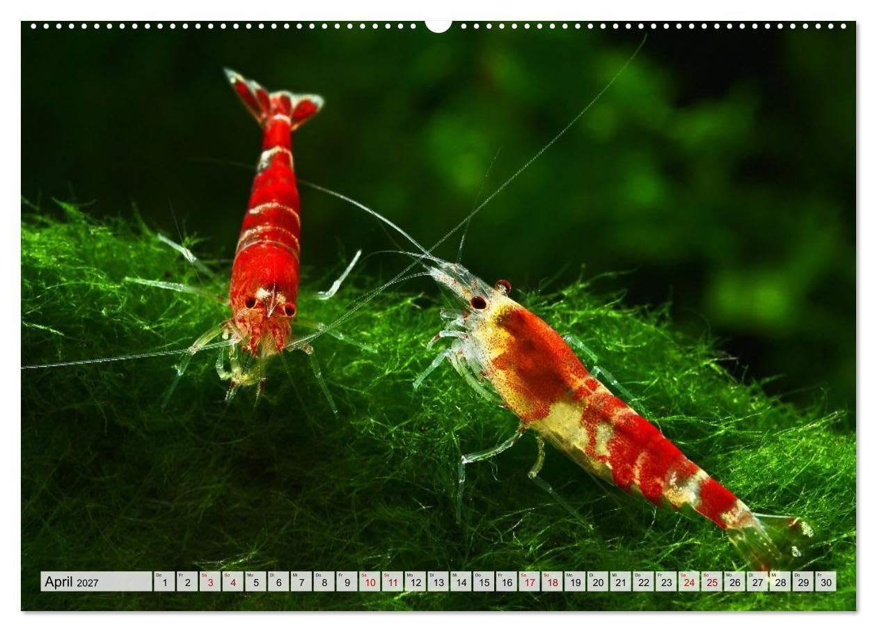 Dwarf Shrimps - Zwerggarnelen (Wandkalender 2027 DIN A2 quer), CALVENDO Monatskalender: Kleine Garnelen in Zucht- und Wildform (CALVENDO Tiere)